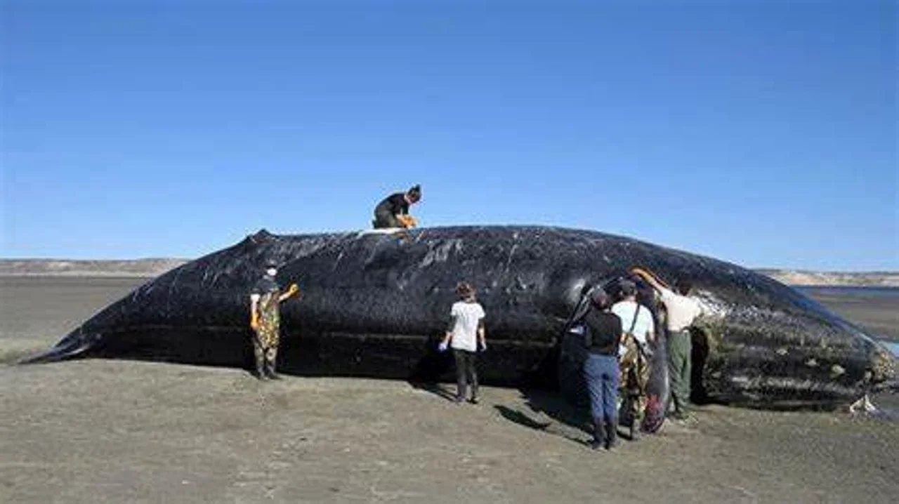 Suman 15 las ballenas muertas en Península Valdéz | La Trocha - Estación de  noticias